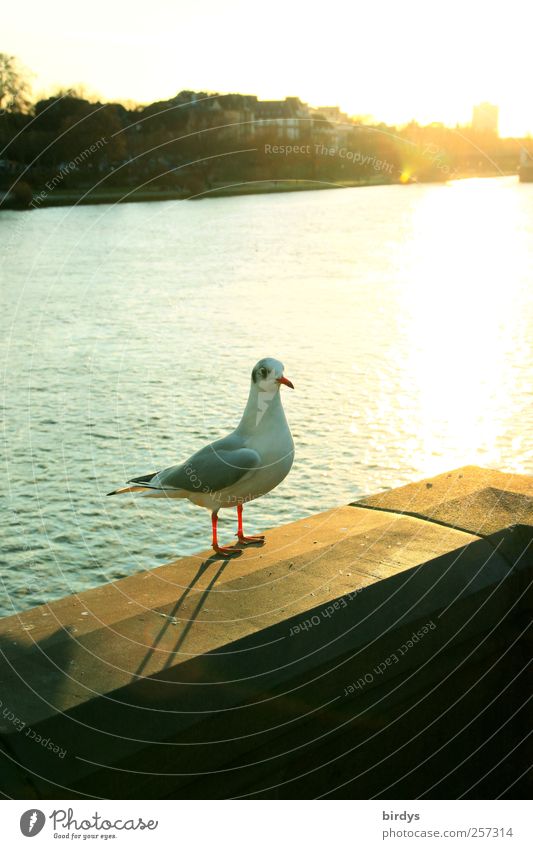 seagull Sightseeing City trip Water Sun Sunlight Autumn Beautiful weather River bank Bridge railing Wild animal Bird 1 Animal Observe Looking Stand Esthetic