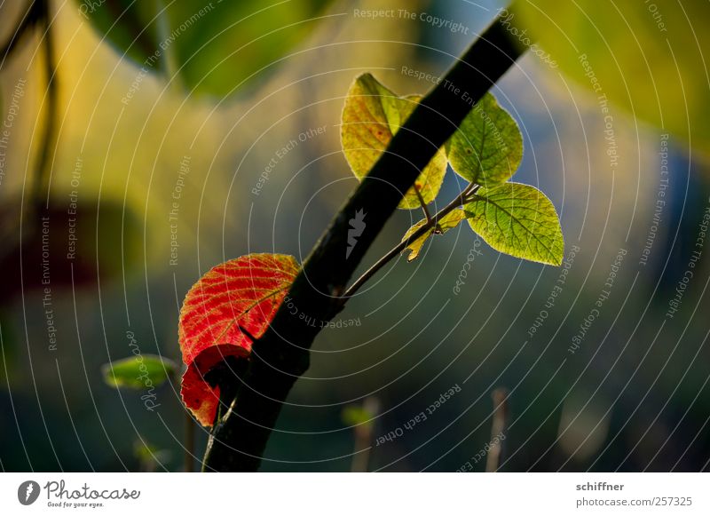 back in... Nature Sunlight Autumn Beautiful weather Plant Tree Leaf Garden Park Multicoloured Green Red Autumn leaves Autumnal Autumnal colours Automn wood