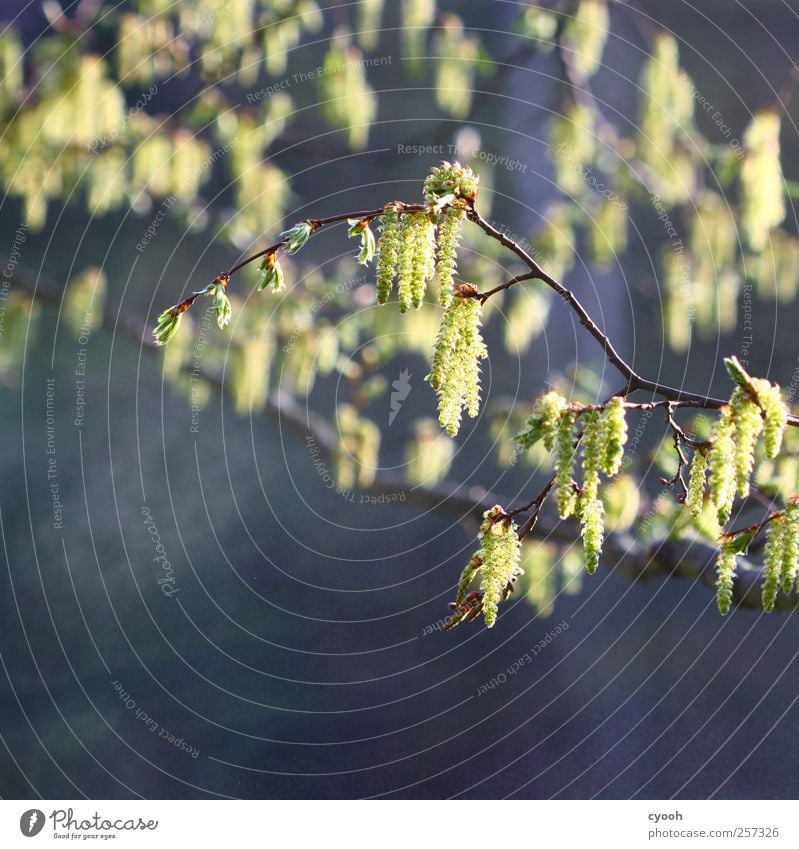 Spring memories... Nature Plant Air Beautiful weather Tree Blossom Garden Park Bright Bright Colours Lighting Grove birch Pollen Growth Wake up Life Power Vigor