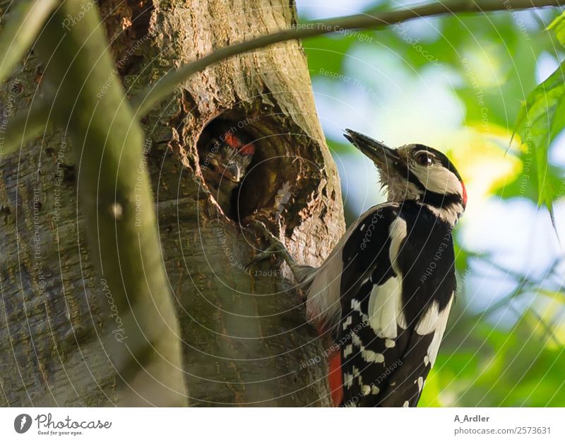 Woodpecker in tree Nature Plant Animal Summer Tree Garden Park Forest Wild animal Bird 1 Feeding Brown Multicoloured Yellow Green Black Oak tree