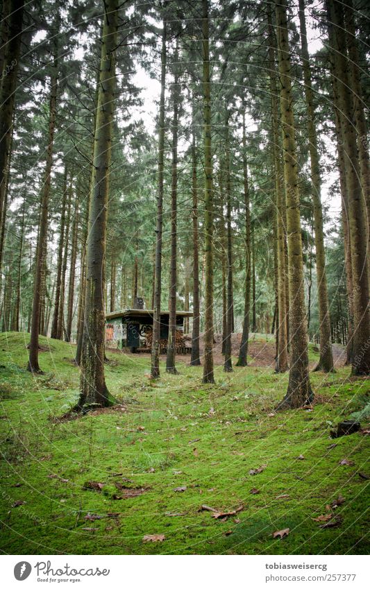 Forest vs. concrete feat. graffiti Nature Plant Tree Grass Moss House (Residential Structure) Hut Concrete Wood Green Graffiti Firewood Leaf Carpet of moss