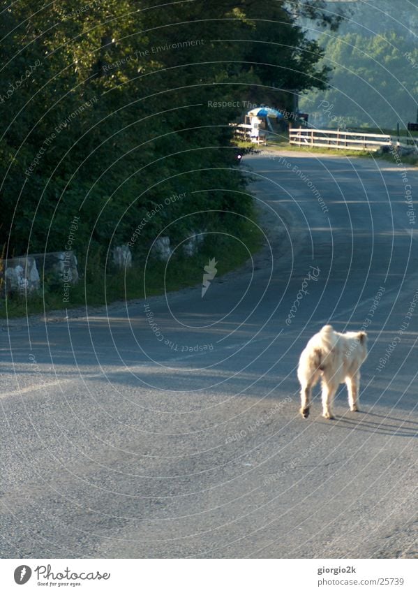 long road... Dog Tree Romania Carpathians Loneliness Lanes & trails Street Shadow Wild animal Sun Street dog