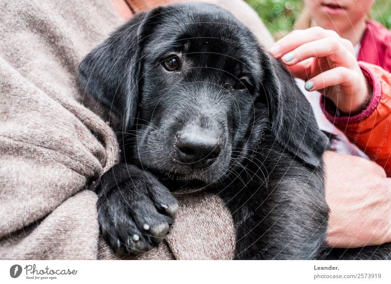 Dog in the arm Environment Animal Pet 1 Watching TV Painting (action, work) Happy Labrador Puppy Black Arm Cuddling Love of animals Life Colour photo