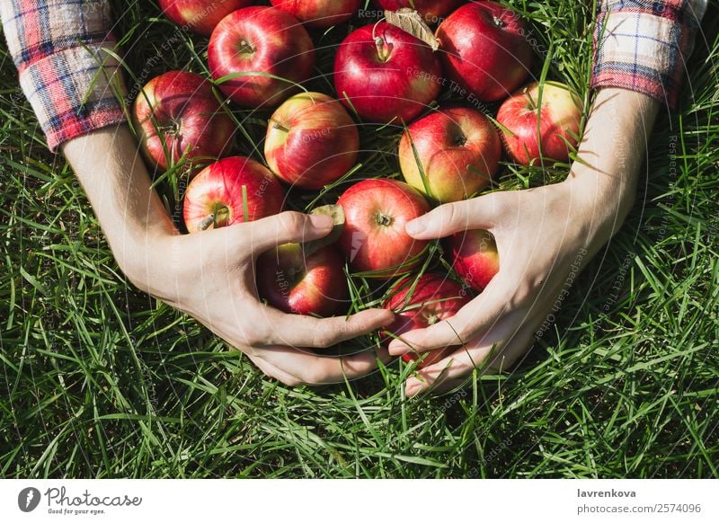 Flatlay of woman's hands holding red ripe organic apples Autumn Pick Harvest Apple flat lay Checkered Diet Farm Plant Mature Grass Hand Fruit Garden Fresh