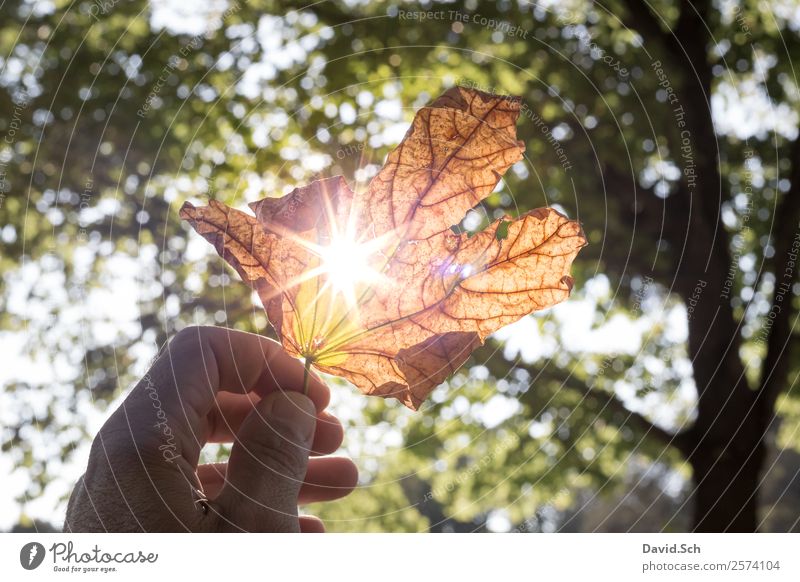 Autumn leaf with sun rays Hand Nature Sunlight Beautiful weather Tree Leaf Natural Warmth Brown Yellow Green Orange To enjoy Autumn leaves Autumnal