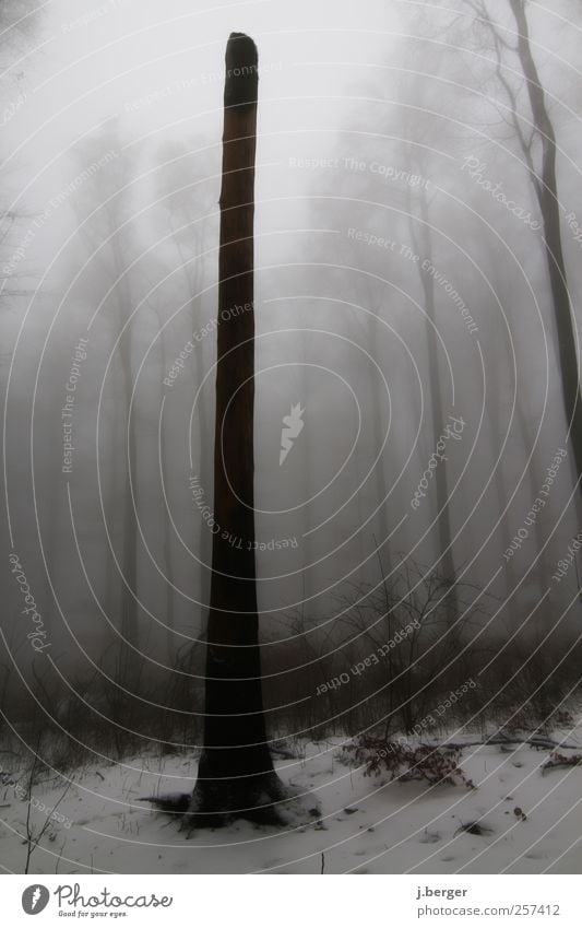 loner Winter Landscape Plant Autumn Bad weather Fog Rain Ice Frost Snow Tree Bushes Forest Freeze Gray Black White Loneliness Haze Dark Phallic symbol