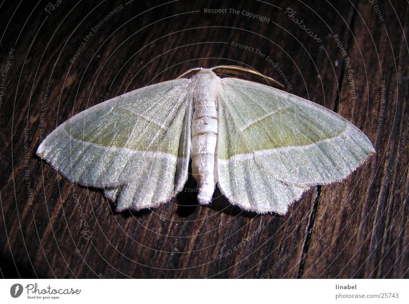 Silky creature Moth Insect Glittering Butterfly night owls Macro (Extreme close-up)