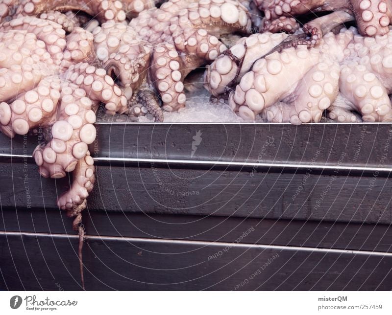 Breakfast! Art Esthetic Fish Fishery Fisherman Fishing port Fish market Fishing quota Octopods Squid Culinary Delicious Death Animal Offer Fresh Markets