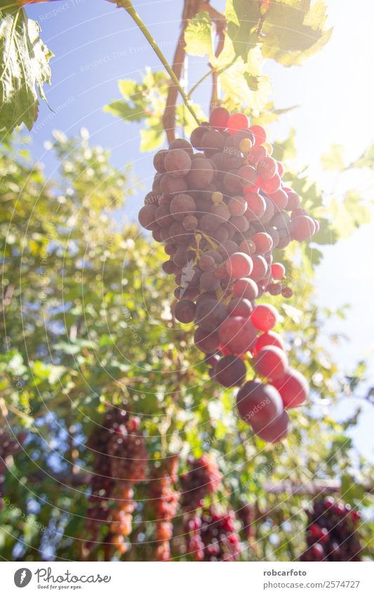 grape in the field Fruit Summer Sun Nature Landscape Autumn Growth Fresh Green Red Black Vineyard Harvest Bunch of grapes wine Winery napa Valley background