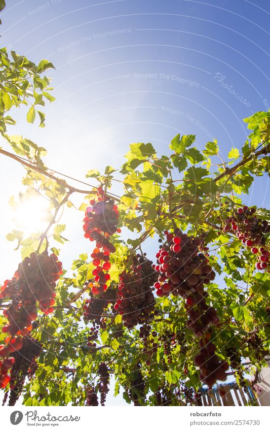 grape in the field Fruit Summer Sun Nature Landscape Autumn Growth Fresh Green Red Black Vineyard Harvest Bunch of grapes wine Winery napa Valley background