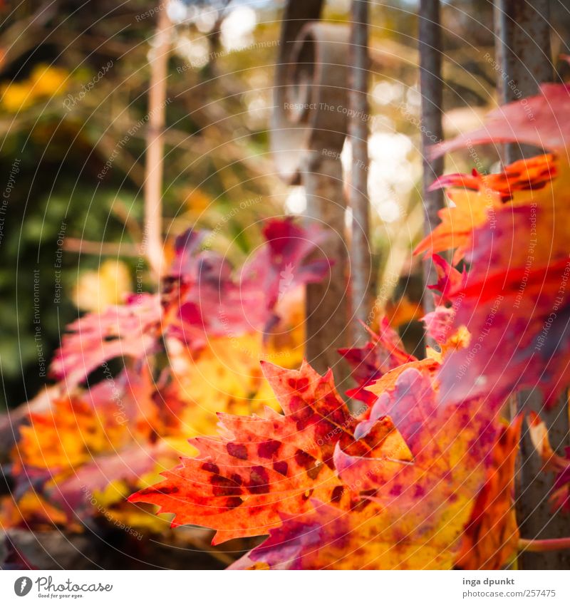 fireworks Environment Nature Plant Fire Autumn Bushes Leaf Foliage plant Agricultural crop Wild plant Vine Tendril Part of the plant Autumn leaves Balcony