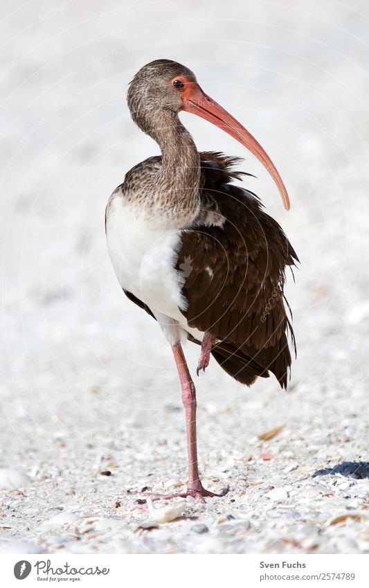 American white ibis (Eudocimus albus); young Beautiful Vacation & Travel Nature Animal Water Park Beach Lake Bird Baby animal Blue Black White Ibis Florida