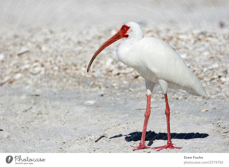 American white ibis (Eudocimus albus) Beautiful Beach Ocean Nature Animal Water Spring Summer Lake Wild animal Bird 1 Esthetic Elegant Red Black White Ibis