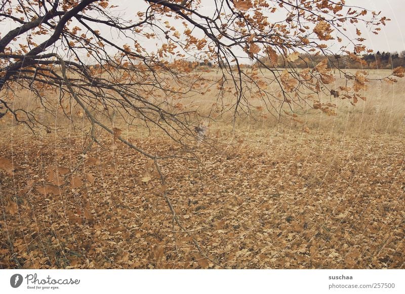 dreary Environment Nature Autumn Climate Climate change Weather Field Gloomy Dry Brown Change Season Tree Branch Leaf foliage Dark Colour photo Subdued colour