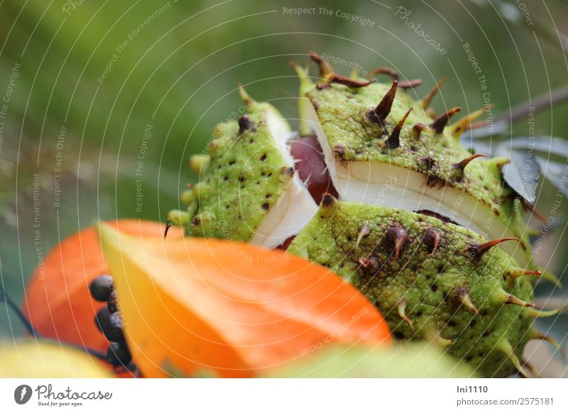 Chestnut Physalis Plant Autumn Beautiful weather Garden Park Field Forest Brown Yellow Gray Green Orange Black Autumnal Early fall Decoration Thorn Burst