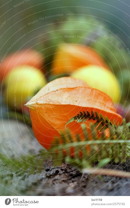 physalis Nature Plant Autumn Blossom Physalis Garden Yellow Gray Green Orange Decoration Autumnal Chinese lantern flower Lampion Flowering plants Fern leaf