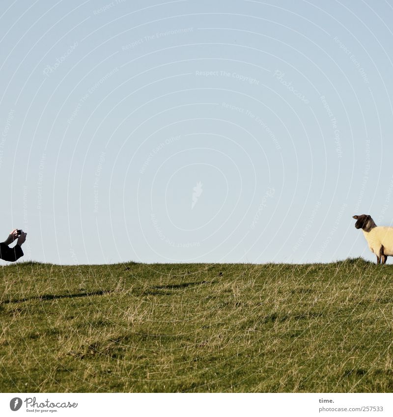 Cheeeeeeeeeese (sheep version) Human being Hand 1 Environment Nature Landscape Plant Sky Autumn Grass Agricultural crop Meadow coast North Sea Dike Animal