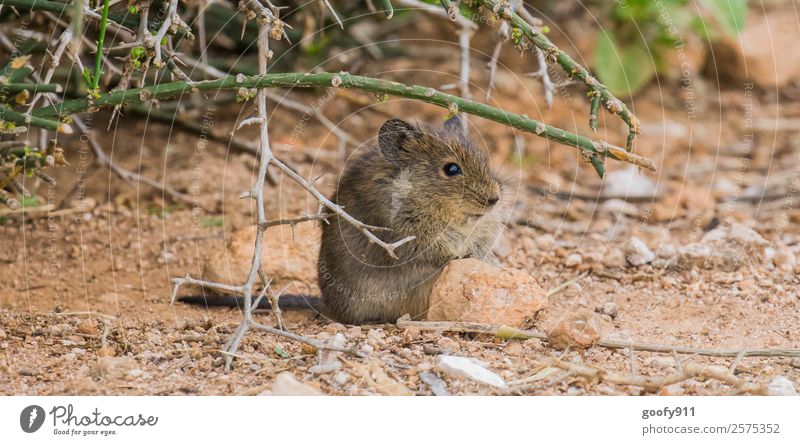 Wild mouse ;-) Vacation & Travel Tourism Trip Adventure Far-off places Safari Expedition Environment Nature Earth Sand Bushes Desert Animal Wild animal Mouse