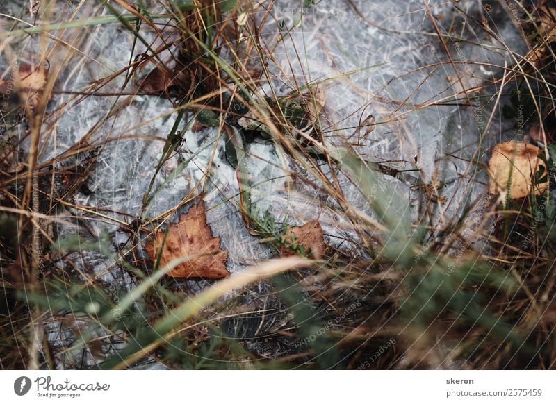 autumn dry leaf in the morning dew frozen Art Environment Nature Landscape Plant Summer Autumn Climate Weather Beautiful weather Tree Grass Leaf Foliage plant