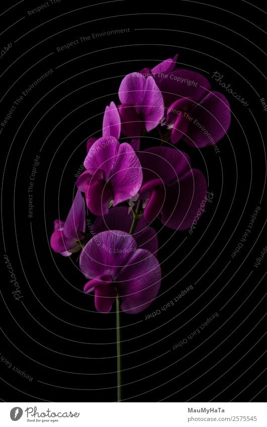 family orchids Nature Plant Spring Summer Autumn Flower Grass Orchid Leaf Blossom Garden Park Field Forest Old Authentic Elegant Exotic Fantastic Emotions