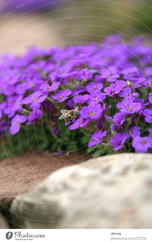 garden blue Flower Bee Mountain madwort Blossom Small Wall (barrier) Blue Stone Nature Garden