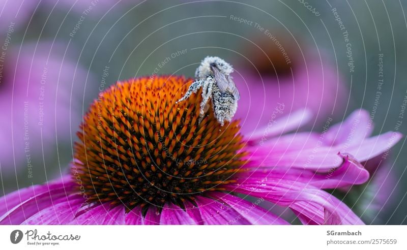 Pollinated bee on a pink coneflower / Echinacea Environment Nature Plant Animal Spring Summer Climate Flower Blossom Rudbeckia Garden Park Wild animal Bee