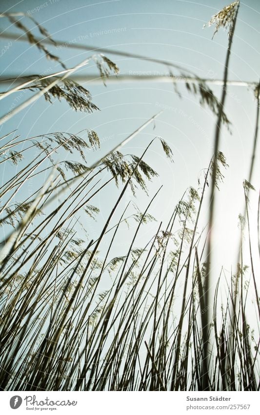 Spiekeroog relight. Nature Plant Grass Bushes Field Thin Sunlight Back-light Seaweed Common Reed North Sea Sky Cloudless sky Worm's-eye view Upward Colour photo