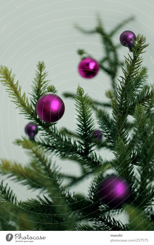 every year Flat (apartment) Plant Tree Green Violet Christmas & Advent Glitter Ball Christmas decoration Small Twigs and branches Christmas tree Thorny