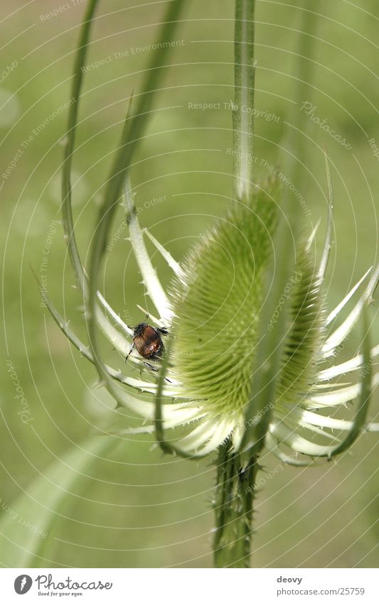 distelkäfer Green Thistle Blossom Stalk Insect Curiosity Beetle Thorn