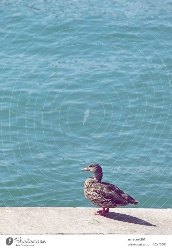 nak! Animal Wild animal Bird 1 Esthetic Duck Duck birds Summer Plumed Waves Ocean Mediterranean sea Beak Boredom Photos of everyday life Lake Feeding Harbour