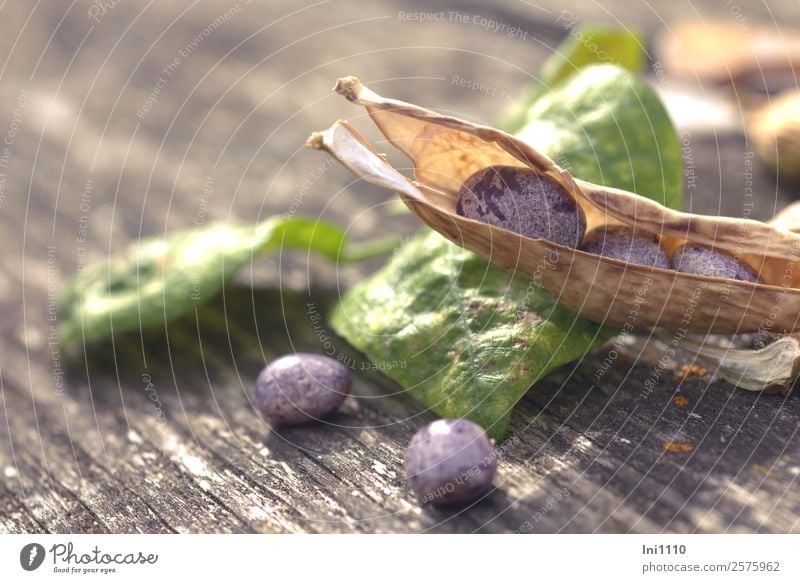 runner beans Vegetable Beans Nature Plant Autumn Beautiful weather Garden Brown Yellow Gray Green Violet Black White Bean sprout Rod Vegetable soup Sowing Dry