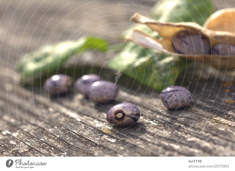 runner beans Food Vegetable Beans Lunch Nature Plant Sunlight Autumn Beautiful weather Agricultural crop Garden Blue Yellow Gray Green Violet Black White