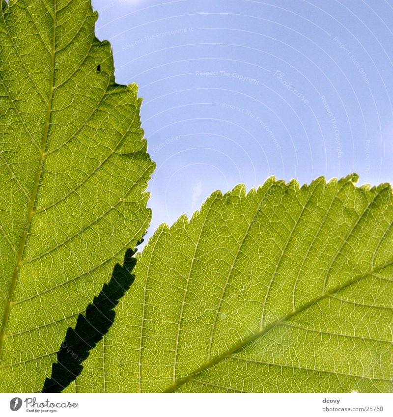 leaf green Green Leaf Tree Light Back-light Blue Sky Chestnut tree