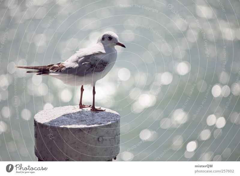 Seagull eyes. Animal Esthetic Contentment Gull birds Ocean Mediterranean sea Swell Sea water Harbour Port City Bird's-eye view Pole Vantage point Blur Plumed