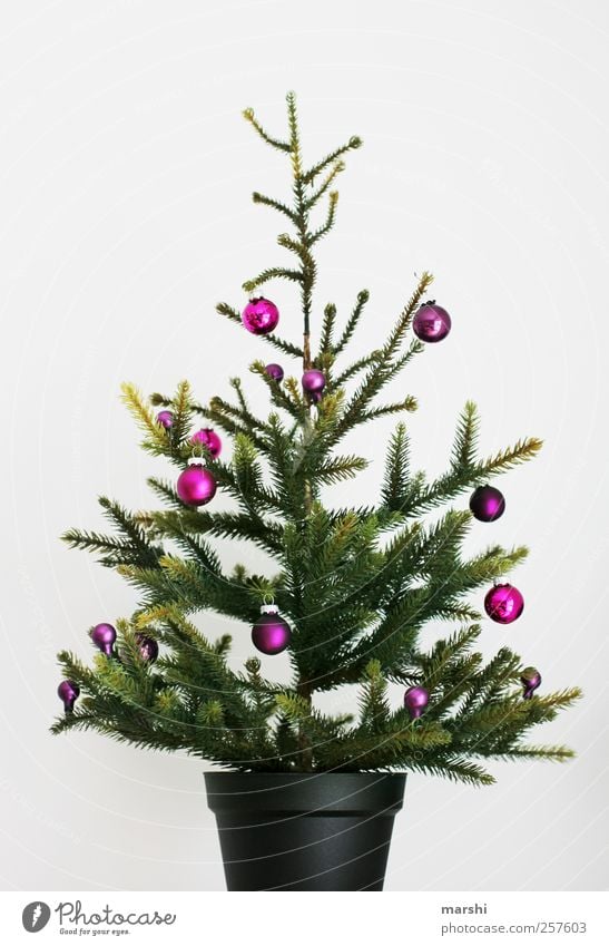 an everlasting christmas tree Plant Tree Green Violet Christmas & Advent Christmas tree Glitter Ball Sphere Christmas decoration Statue Evergreen plants