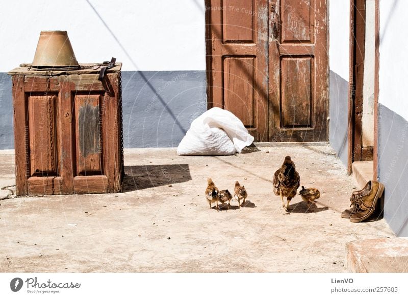 Country life Animal Summer Drought Meadow La Palma Old town Deserted Facade Terrace Footwear Farm animal Stone Wood Authentic Simple Brown Gray