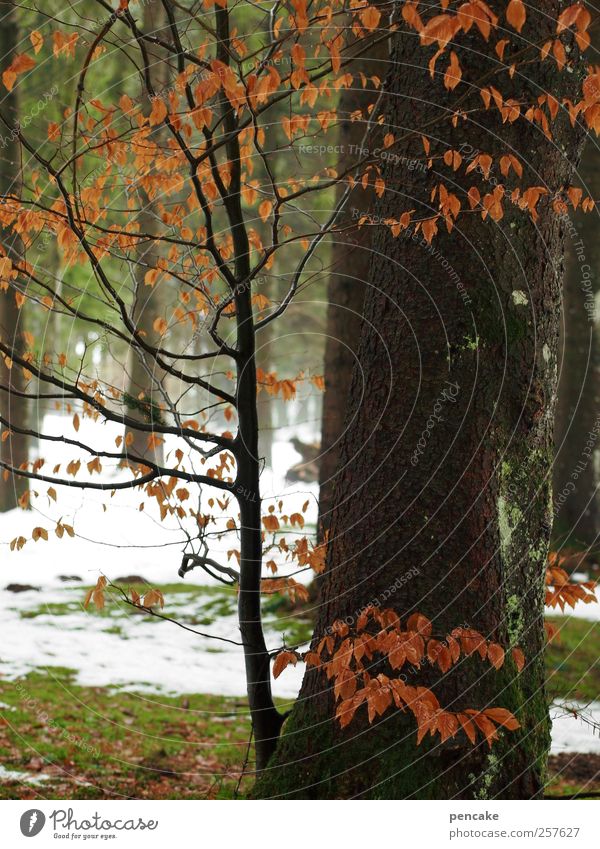 what remains Environment Nature Landscape Plant Earth Water Climate Climate change Snow Tree Grass Forest Emotions Colour photo Exterior shot Deserted Morning