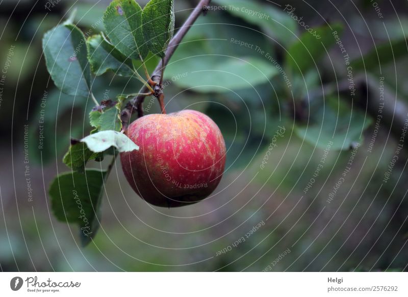 Close up of a ripe red apple hanging from a branch with leaves Food fruit apples Nutrition Organic produce Vegetarian diet Environment Nature Plant Autumn