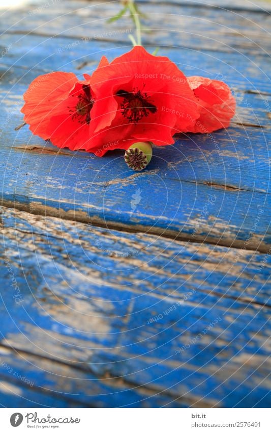 Red, flowering poppies on a blue wooden table. Healthy Alternative medicine Intoxicant Relaxation Calm Vacation & Travel Feasts & Celebrations Thanksgiving