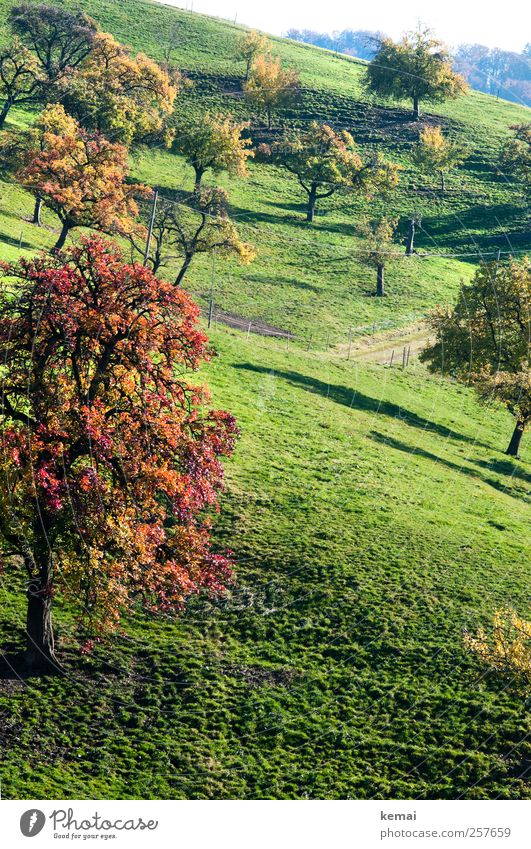 autumn fruit trees Environment Nature Landscape Plant Sunlight Autumn Beautiful weather Tree Grass Leaf Foliage plant Agricultural crop Garden Meadow Hill