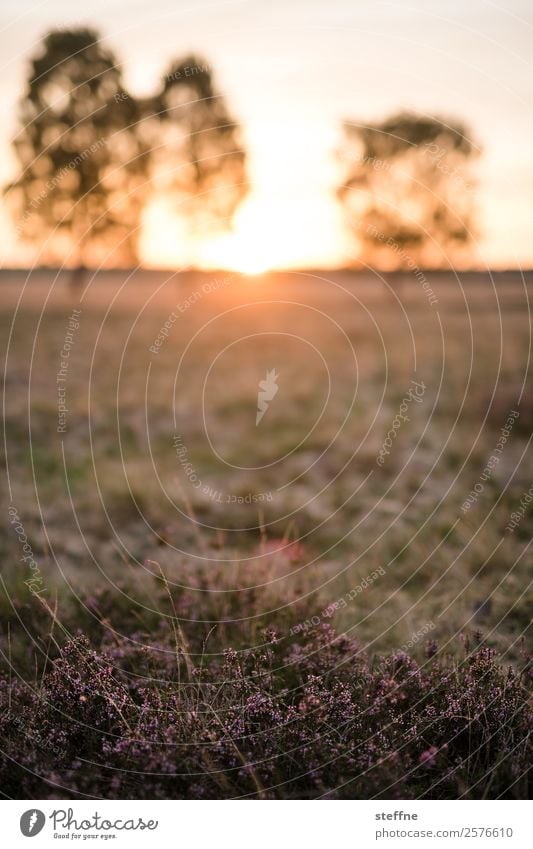 . Nature Landscape Plant Sunrise Sunset Summer Autumn Beautiful weather Tree Meadow Idyll Heather family Luneburg Heath Colour photo Exterior shot Deserted