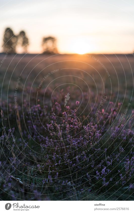 . Nature Landscape Cloudless sky Sunrise Sunset Sunlight Summer Autumn Beautiful weather Tree Meadow Idyll Violet Heather family Luneburg Heath Colour photo