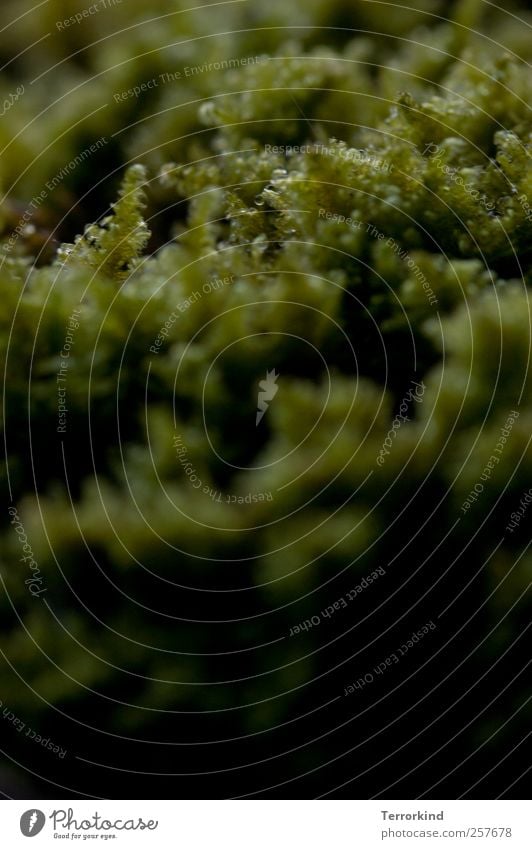 Chamansülz 2011 | mossy. Moss Green Plant Growth Muddled Small Near Macro (Extreme close-up) Shallow depth of field