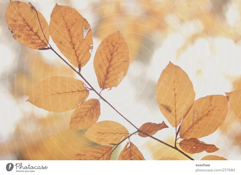 autumn leaves IV Environment Nature Air Autumn Climate Gold Leaf Rachis Stalk Colour photo Subdued colour Exterior shot Deserted Neutral Background Day