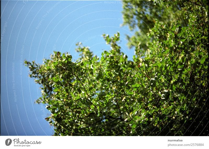 Waiting for green Nature Plant Animal Summer Climate Climate change Beautiful weather Tree Leaf Garden Park Forest Relaxation Glittering To enjoy Illuminate