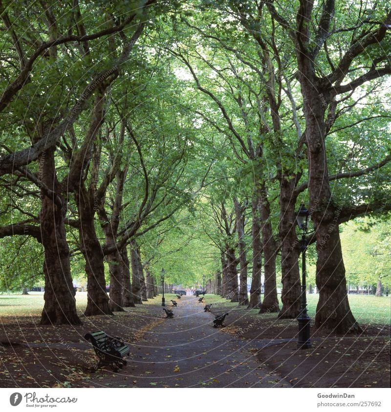 Patience. Environment Nature Tree Park Town Capital city Downtown Old Esthetic Authentic Simple Large Cold Many Moody Colour photo Exterior shot Deserted Day