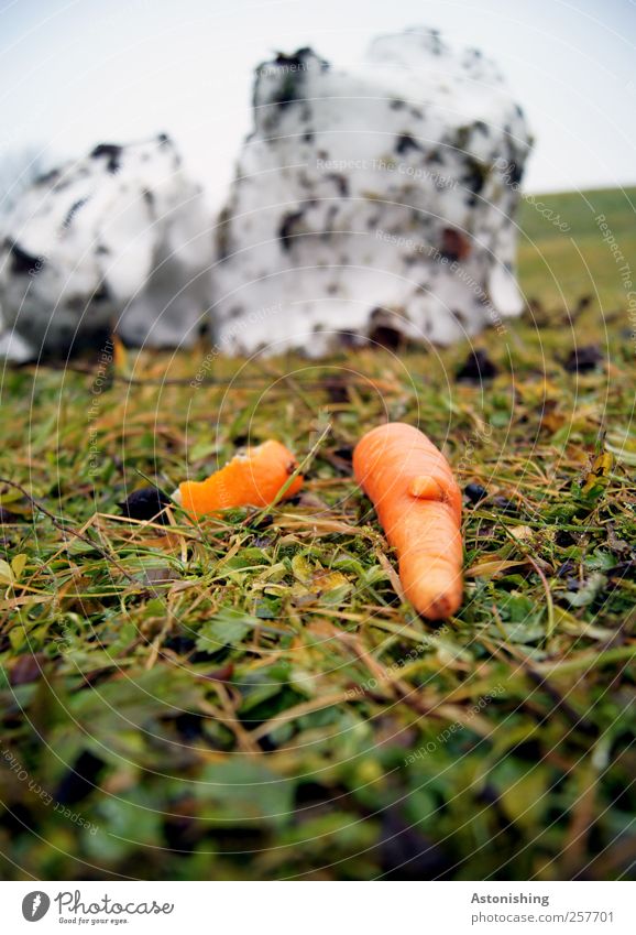 Once upon a time... a snowman! Environment Nature Plant Earth Sky Winter Weather Snow Grass Garden Meadow Broken Multicoloured Green White Transience Snowman