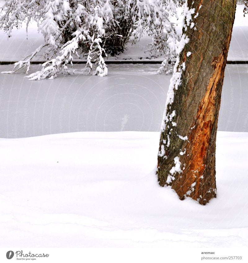 grey trunk Nature Landscape Plant Winter Ice Frost Snow Tree River bank Brook Calm Colour photo Exterior shot Deserted Day