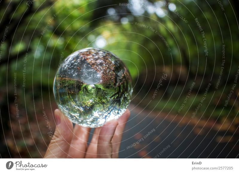 Fall Trees and Leaves Captured in Glass Ball Reflection Beautiful Vacation & Travel Environment Nature Landscape Earth Leaf Street Lanes & trails Sphere Globe