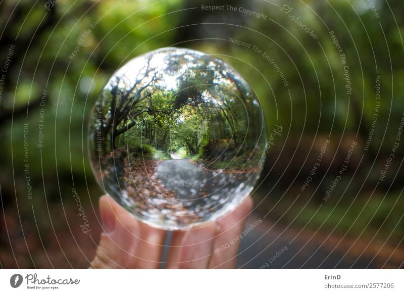 Road Leads Through Trees in Glass Ball Reflection Beautiful Vacation & Travel Nature Landscape Leaf Street Lanes & trails Highway Sphere Globe Discover Brown